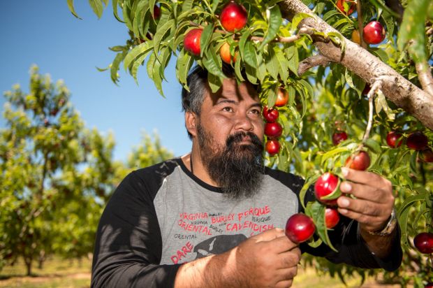 Blue Salt Last year, Saiful Haizan Hasam helped Fairfax Media expose the fruit picking industry.